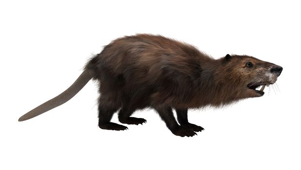 3D digital render of a beaver isolated on white background
