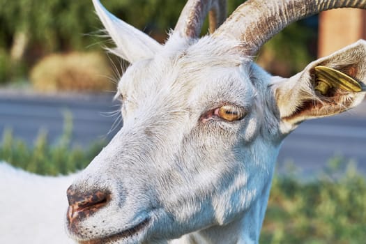 The head of a white goat in the village street closeup                               
