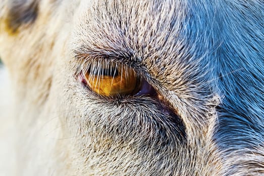 Goats Eye closeup                             