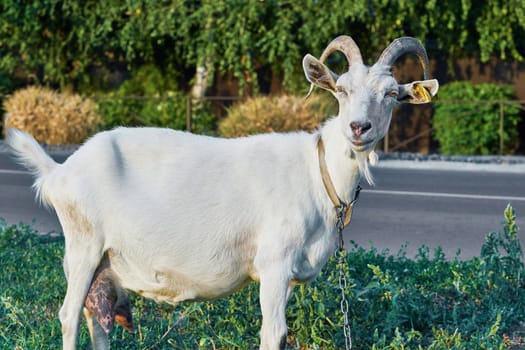 White goat in the village street 