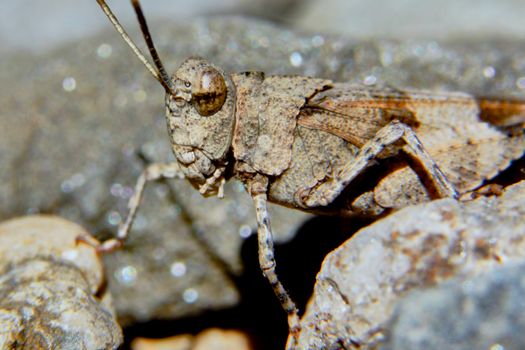 Grasshopper disguised among the rocks                               