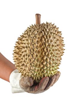 brown Durian holding with leather glove isolated on white background