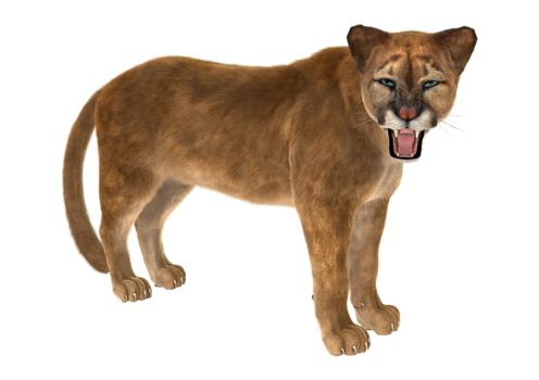 3D digital render of a big cat puma isolated on white background