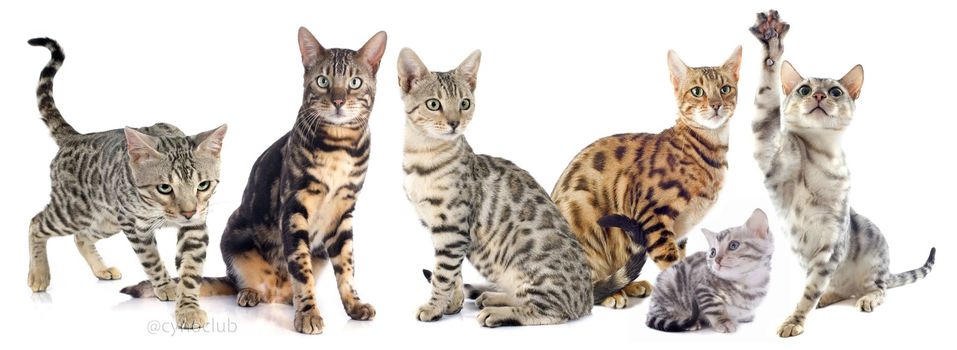 group of bengal cats on a white background