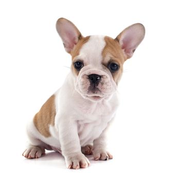 puppy french bulldog in front of white background