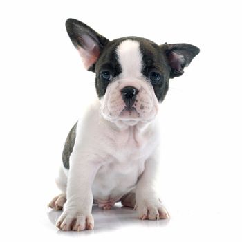 puppy french bulldog in front of white background