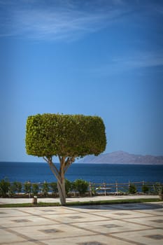 beautiful tree on sea background