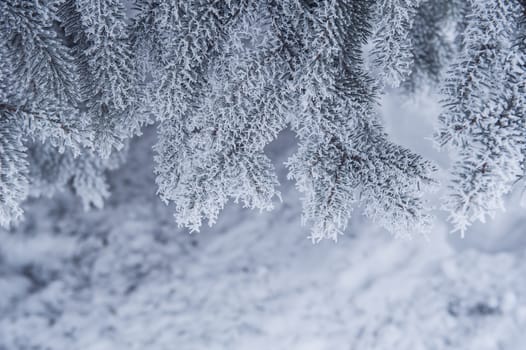 snow-covered trees in winter park