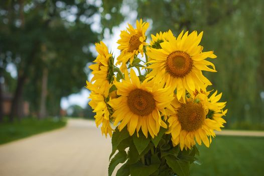 Bouquet of yellow sunflowers on a green background