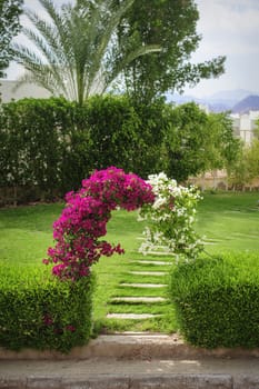 Arch of flowers bougainvillaea on a green glade