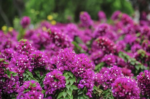 Pink flowers, Its name bougainvillea, First Discovered in Egypt