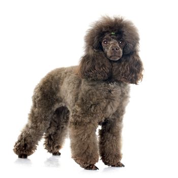 brown poodle in front of white background