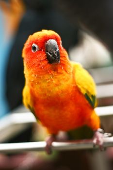 Sun Conure (Parakeets) with blur background