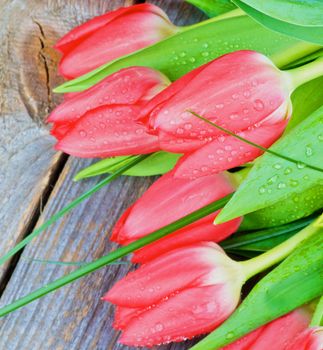 Five Spring Red Tulips with Green Grass and Water Drops isolated on Rustic Wooden background