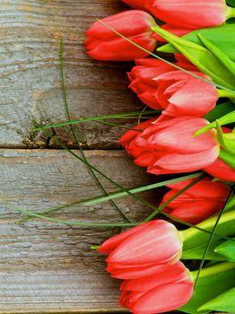 Vertical Frame of Beautiful Spring Red Tulips with Green Grass isolated on Rustic Wooden background