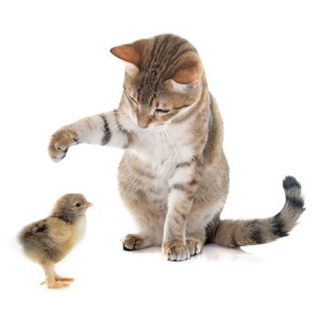 tabby cat and chick in front of white background