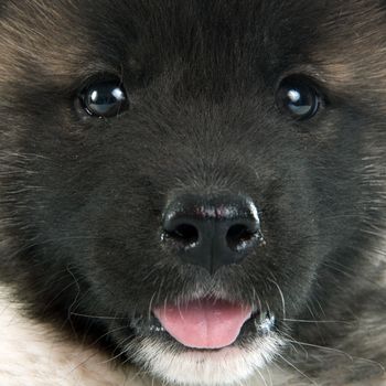 american akita puppy in front of white background