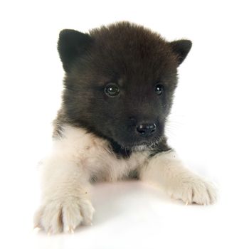 american akita puppy in front of white background