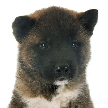 american akita puppy in front of white background