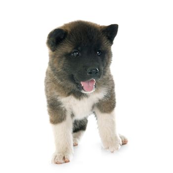 american akita puppy in front of white background