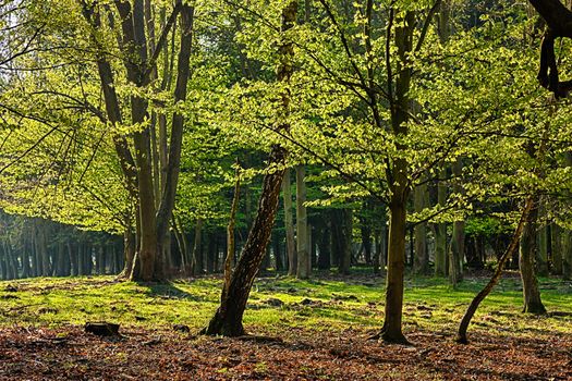 The old hornbeam forest in falls morning