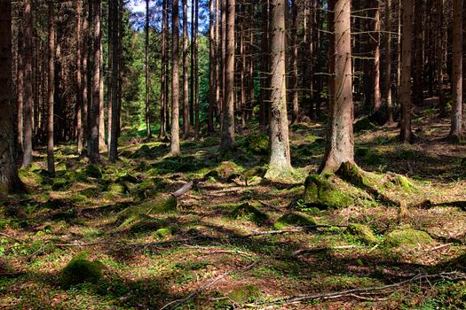 The old spruce forest in falls morning