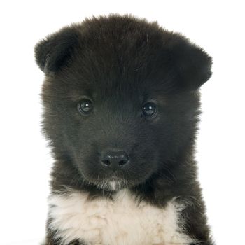 american akita puppy in front of white background