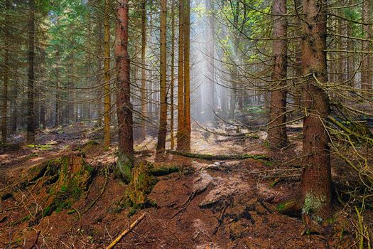 The old spruce forest in falls morning