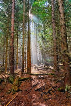 The old spruce forest in falls morning