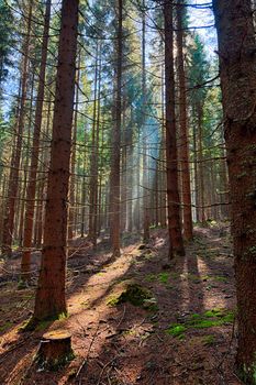 The old spruce forest in falls morning