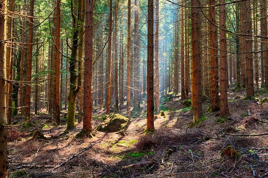 The old spruce forest in falls morning