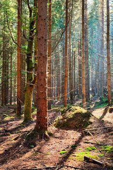 The old spruce forest in falls morning