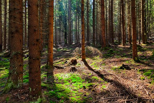 The old spruce forest in falls morning