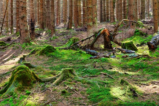 The primeval forest with mossed ground