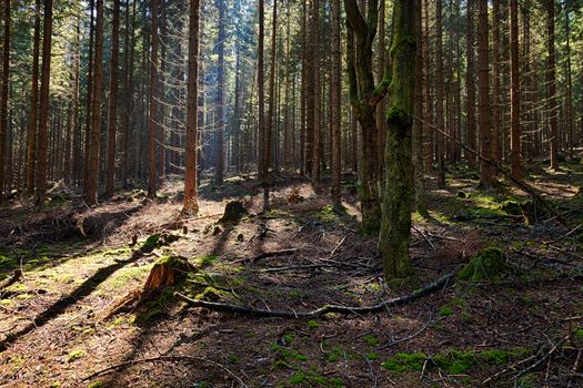 The old spruce forest in falls morning