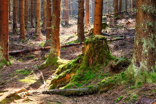 The primeval forest with mossed ground