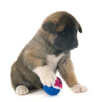 american akita puppy in front of white background