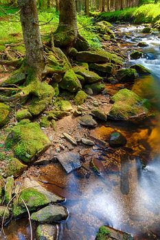 The primeval forest with mossed ground and the creek - HDR
