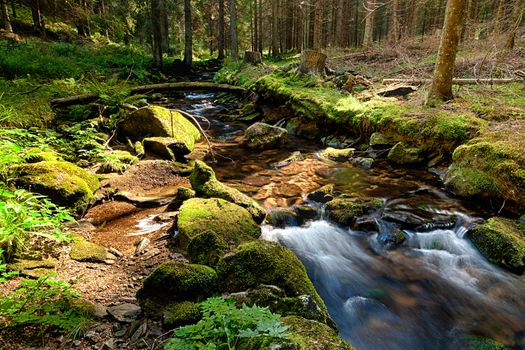 The primeval forest with mossed ground and the creek - HDR
