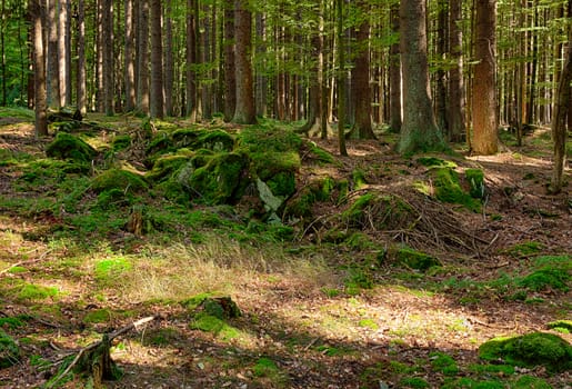 The primeval forest with mossed rocks