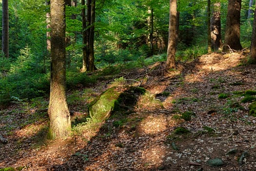 The primeval forest with mossed rocks