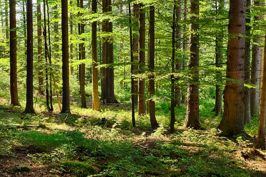 The primeval forest with grass on ground