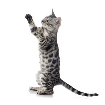 bengal kitten in front of white background