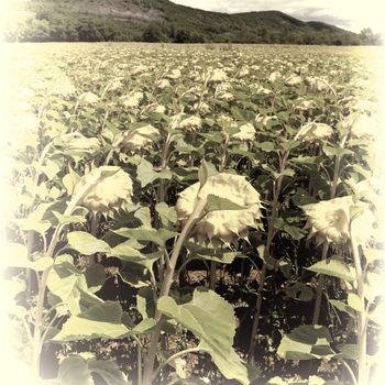 Sunflower Plantation in the French Alps, Retro Image Filtered Style