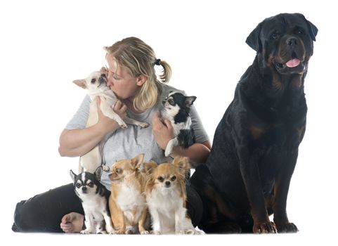 girl and chihuahuas in front of white background