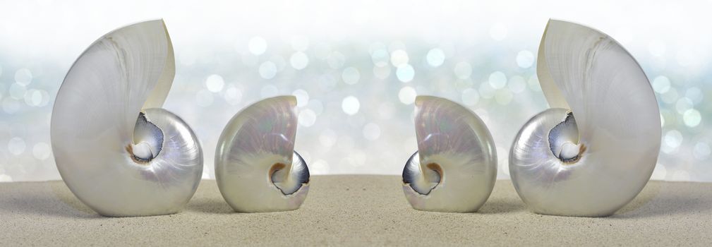 Nautilus shells on sandy beach