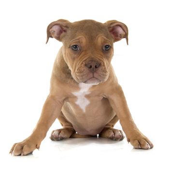 puppy old english bulldog in front of white background