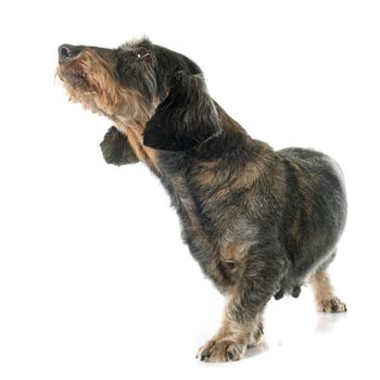 Wire-haired dachshund in front of white background