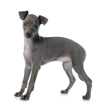 puppy italian greyhound in front of white background