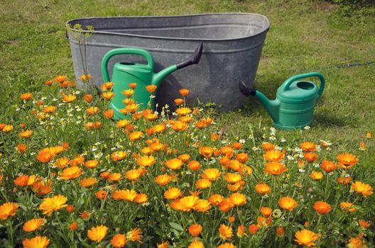 Flowers and watering implements in the garden on summers day